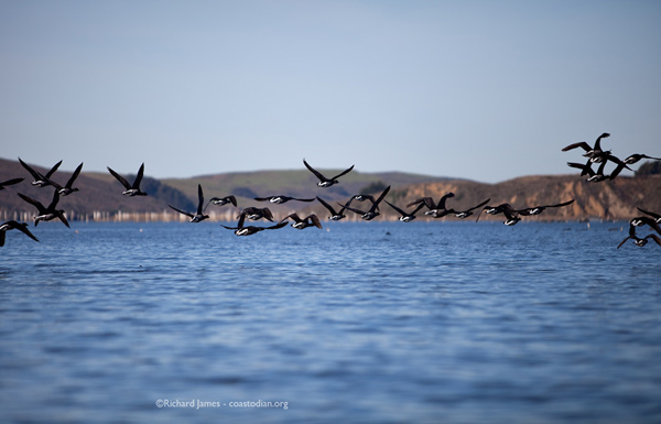 Brant on the wing, Tomales Bay