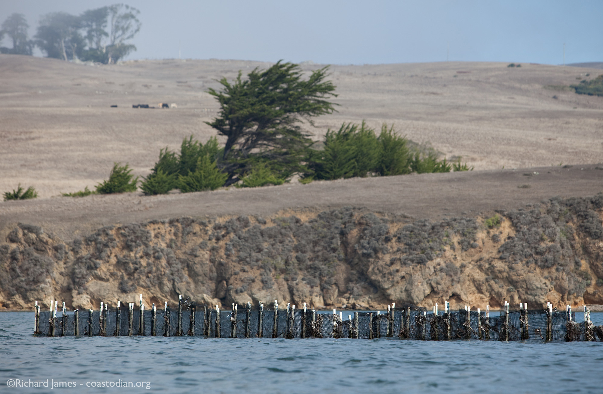 Human-built structure trying to tell the tide where to go with polyethylene bags fastened to polyvinyl chloride (PVC) pipes with nylon cable-ties. Tomales Bay