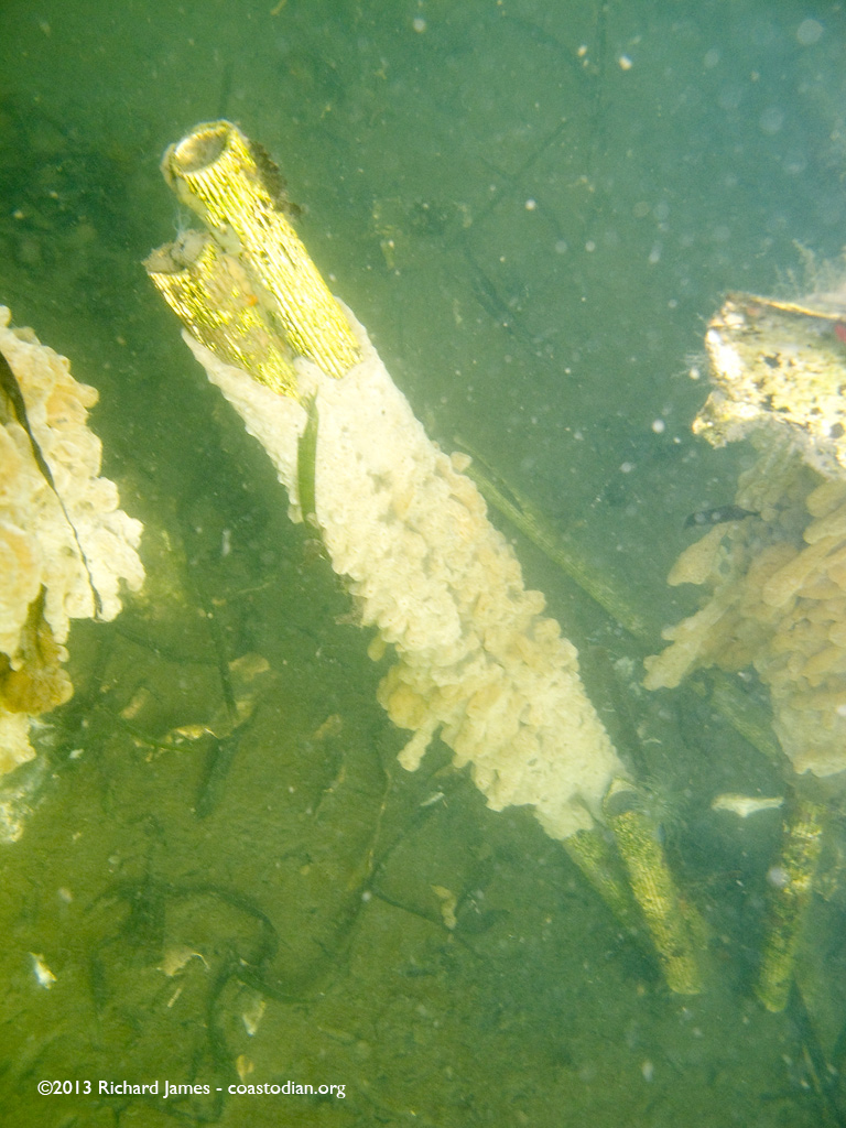 Oyster farm debris littering the bottom of Drakes Estero