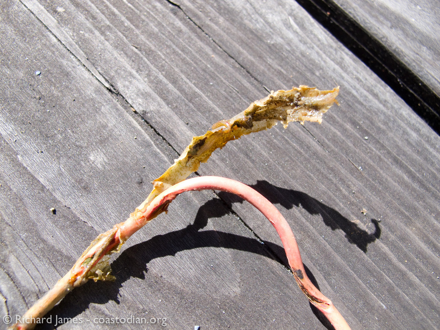 deteriorating plastic-coated copper wire recovered from Point Reyes Oyster Company lease