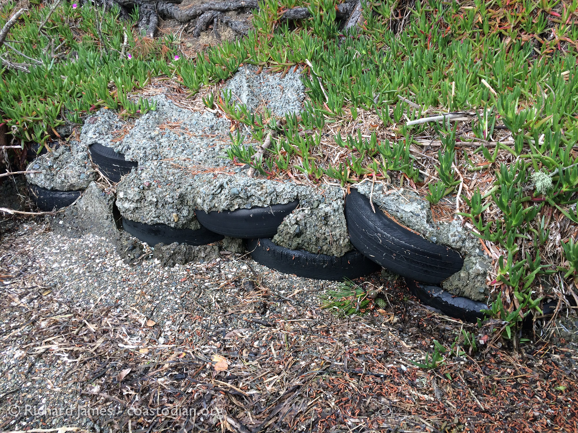 tires littering Tomales Bay at Marconi Cove.