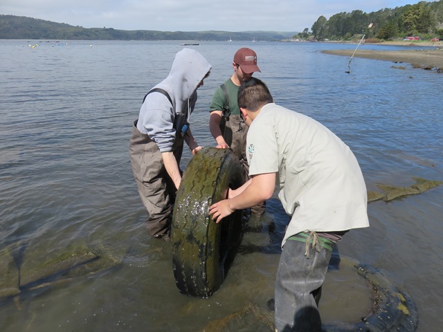 CCNB crew cleaning up abandoned tires at Marconi Cove, Tomales Bay ©Brandon Benton - Conservation Corps North Bay