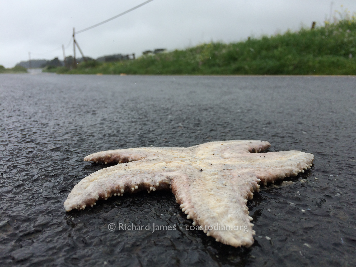 Another dead Pisaster starfish tossed into the road. ©Richard James - coastodian.org