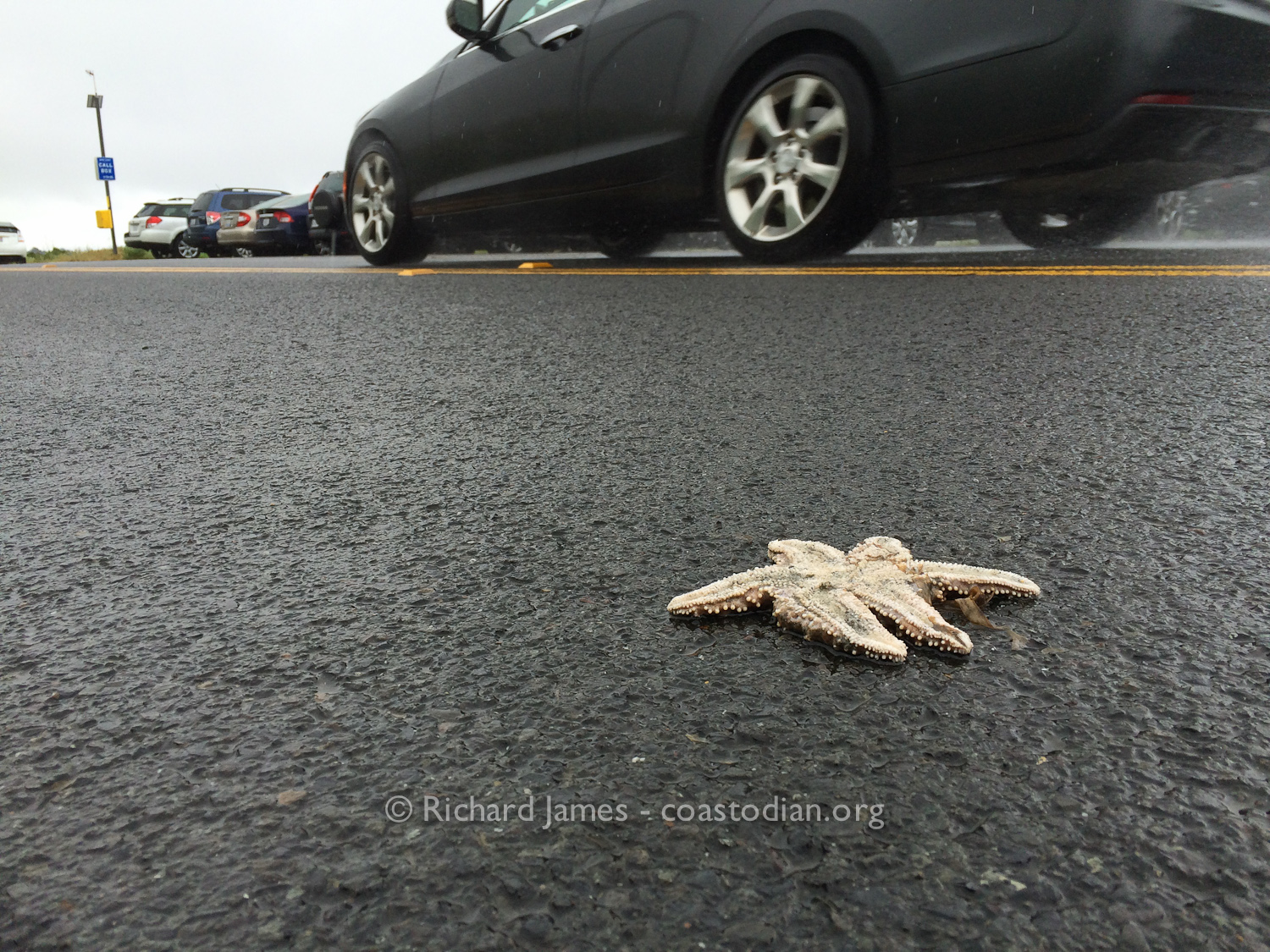 Dead Pisaster starfish tossed into the road. ©Richard James - coastodian.org