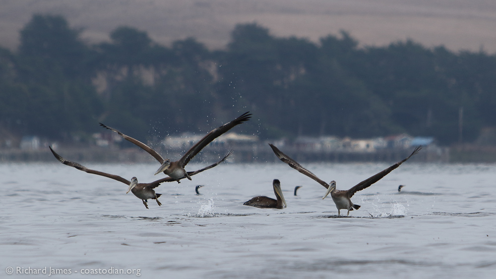Brown Pelicans on Tomales Bay