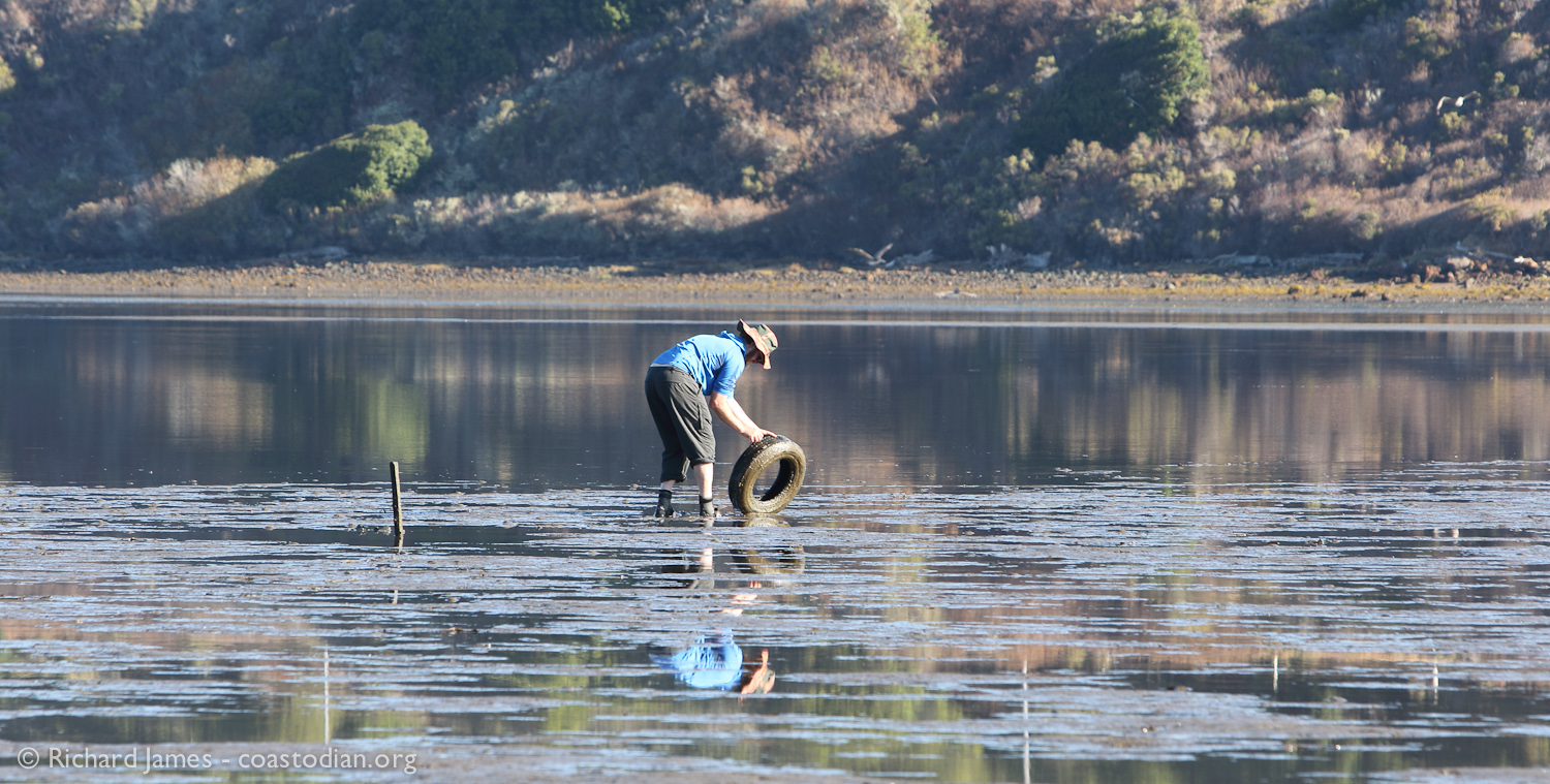 Chris plucks one of five tires collected from the cherished waters of Tomales Bay